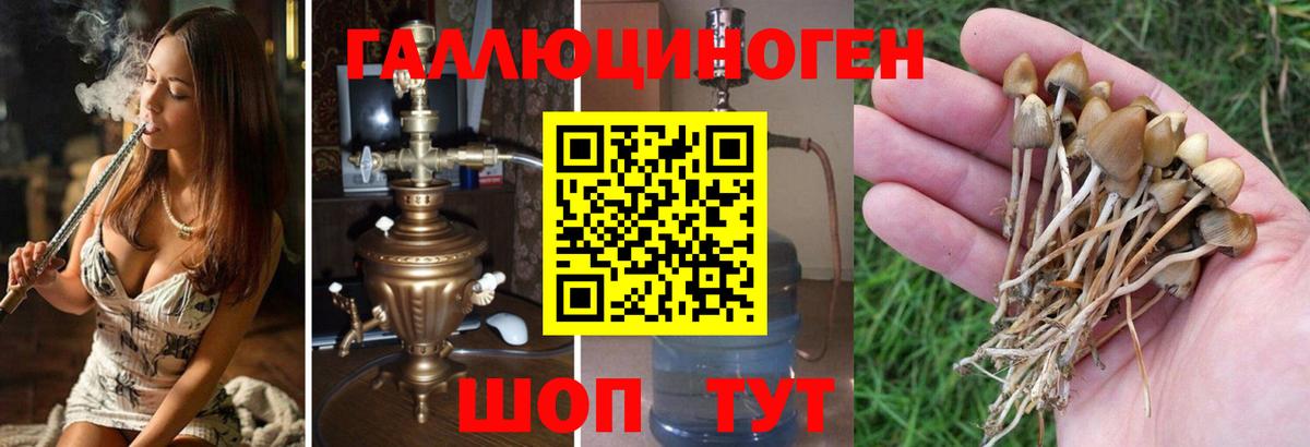 Галлюциногенные грибы Cubensis  купить   Балашиха  Вход с VPN 